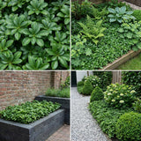 Pack Massif Soleil & Mi-Ombre Rose & Blanc (Laîche Du Japon & Géranium Vivace) - 30 plantes — photo 6