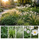 Pack Massif Soleil & Mi-Ombre Rose & Blanc (Pachysandre Du Japon) - 30 plantes #3 — photo 3