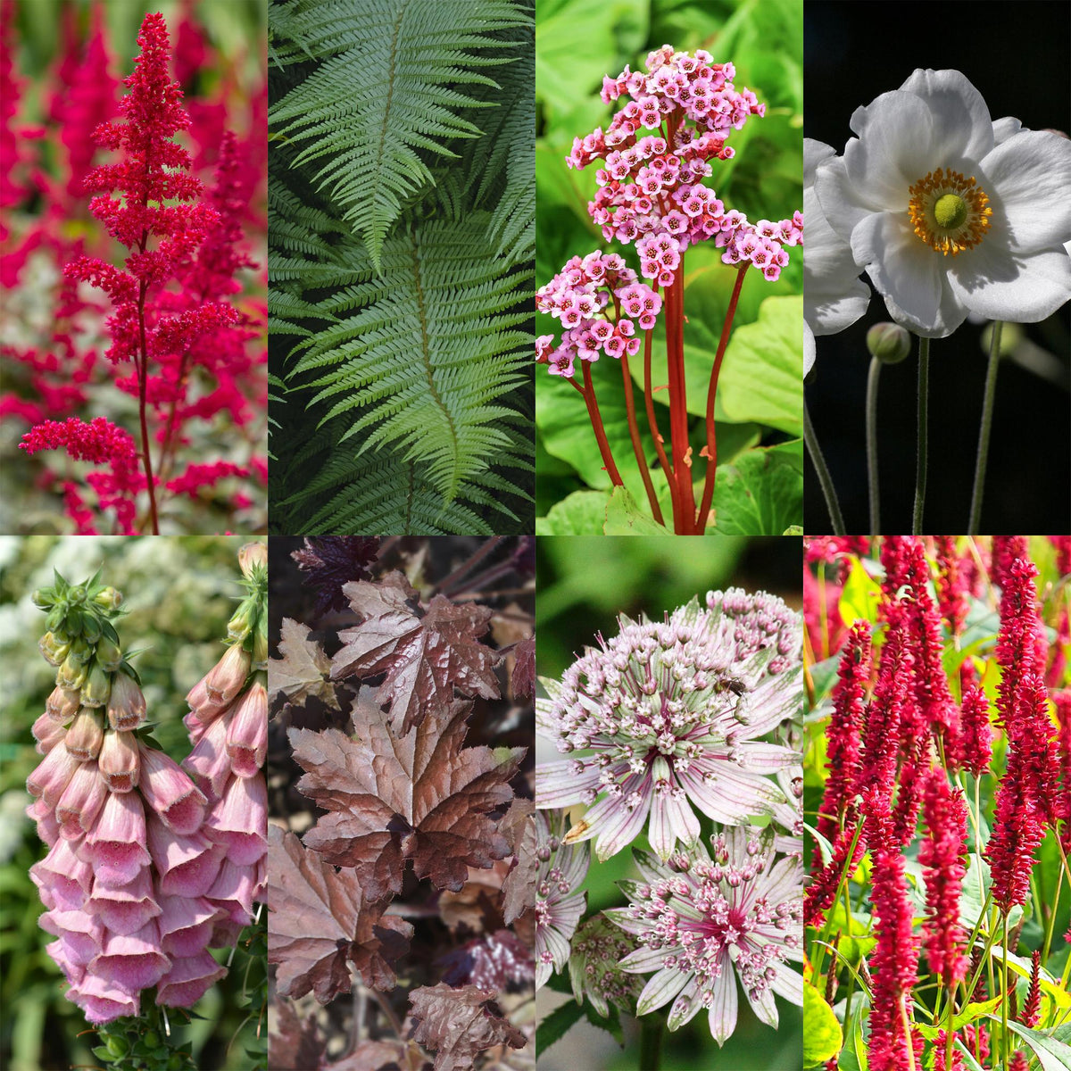 Kit de vivaces pour l'ombre - 24 plants pour 3 m² - H 25 cm, pot Ø11 cm