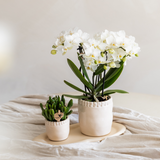 Orchidée Phalaenopsis blanche Blossom Zurich - H 35 cm, pot Ø9 cm