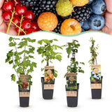 Mélange de petits fruits : groseille, mûre, framboise et myrtille - H 50 cm, pot Ø15 cm
