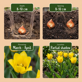 Tulipe sauvage sylvestris