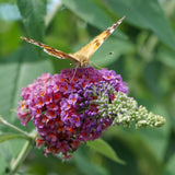 Arbre aux papillons Flower Power - Buddleja davidii - H 30 cm, pot Ø17 cm