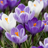 Crocus bleu et blanc en mélange - 120 bulbes