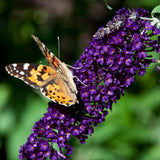 Buddleia Black Knight - H 45 cm, pot Ø17 cm