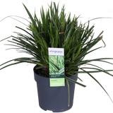 Carex morrowii Ice Dance - Laîche panachée - H 30 cm, pot Ø14 cm