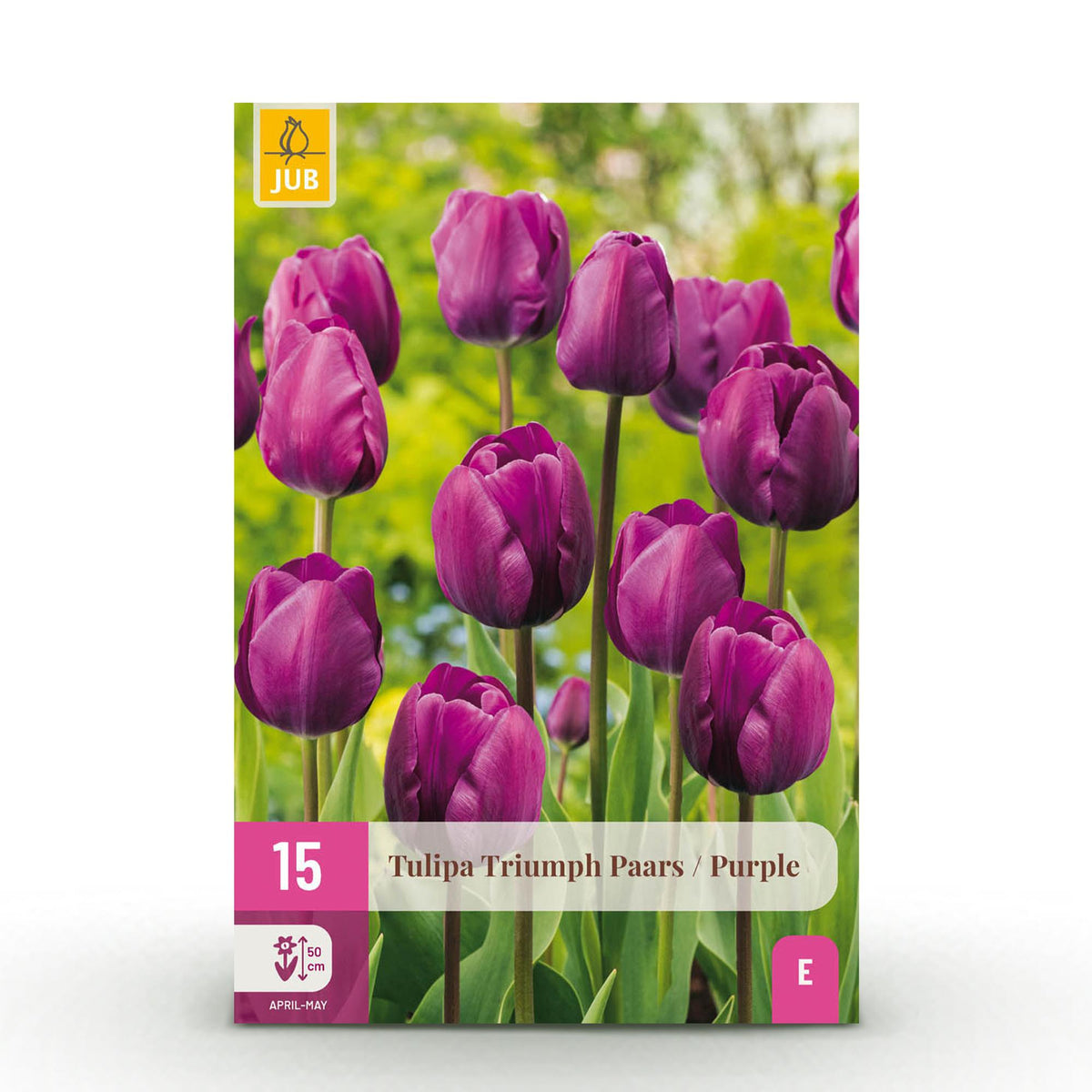 Tulipe triomphe violette - calibre 11/12