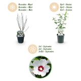 Althéa Red Heart - Hibiscus syriacus - H 45 cm, pot Ø17 cm