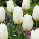 Tulipe triomphe blanche - 60 bulbes