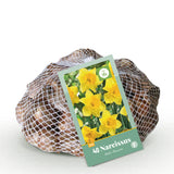 Narcisse jaune - calibre 10/12