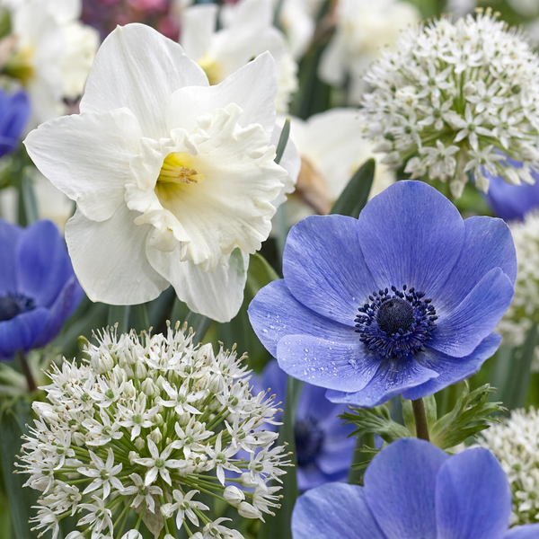 Mélange de bulbes pour jardin ensoleillé