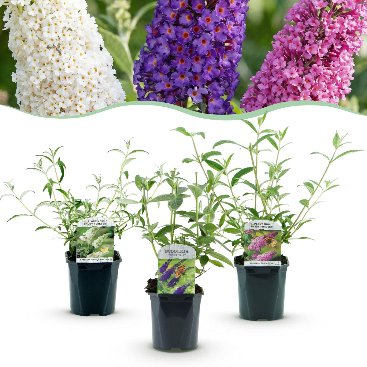 Buddleias en mélange de coloris - H 45 cm, pot Ø17 cm