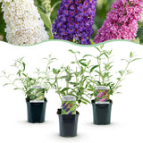 Buddleias en mélange de coloris - H 45 cm, pot Ø17 cm