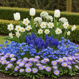 Jardin de bulbes bleus en mélange - calibre 10/12
