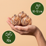 Bulbes à fleurs pour jardin sec en grande quantité