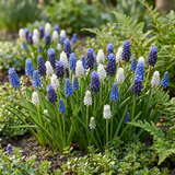 Muscari Magic en mélange