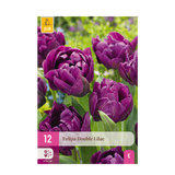 Tulipe double lilas - calibre 11/12