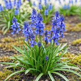 Jacinthe des bois - calibre 7/8