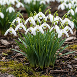 Perce-neige géant de Turquie - calibre 5/6