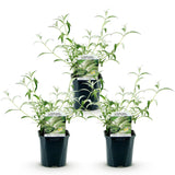Buddleia White Profusion - Arbre aux papillons blanc - H 45 cm, pot Ø17 cm