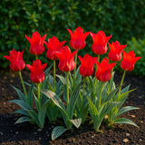 Tulipe de Greig rouge - calibre 11/12