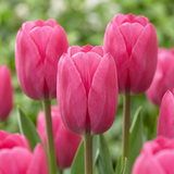 Tulipe triomphe rose - 60 bulbes