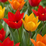 Tulipe botanique praestans en mélange - 200 bulbes