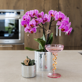 Orchidée Phalaenopsis violette Mineral Vienna avec cache-pot Disco - H 40 cm, pot Ø9 cm