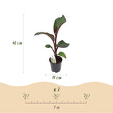 Bananier d'Abyssinie rouge Maurelii - Ensete ventricosum - 6 plants - H 40 cm, pot Ø17 cm