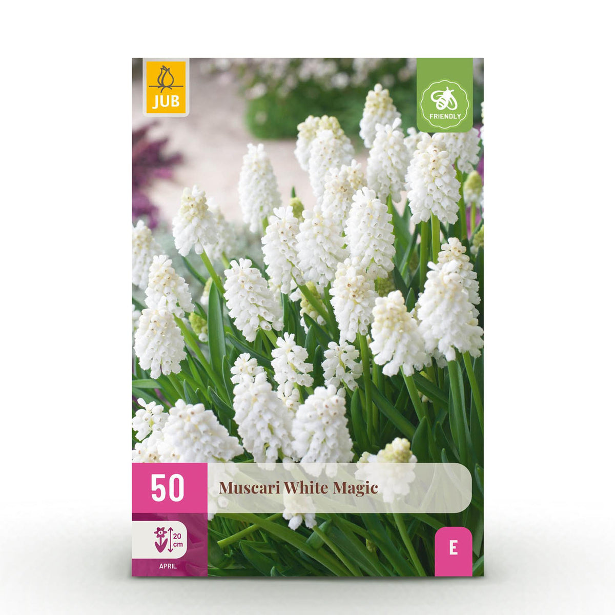 Muscari blanc White Magic - calibre 6/7