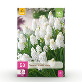 Muscari blanc White Magic - calibre 6/7