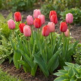 Tulipe en mélange rose et rouge