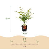 Érable du Japon Orange Dream - Acer palmatum - H 70 cm, pot Ø19 cm