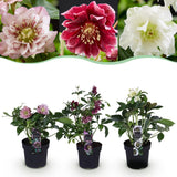 Hellébore orientale double en mélange - H 35 cm, pot Ø14 cm