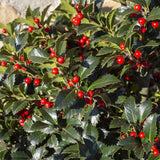 Houx Blue Maid sur tige - Ilex meserveae - H 90 cm, pot Ø19 cm
