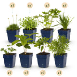 Kit de vivaces à fleurs blanches - 24 plants pour 3 m² - H 25 cm, pot Ø11 cm