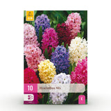 Jacinthe en mélange - calibre 14/15