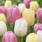 Tulipe en mélange Sorbet - calibre 11/12