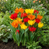 Tulipe botanique praestans en mélange