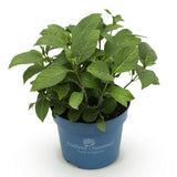Hortensia Endless Summer Summer Love Red - Hydrangea macrophylla - H 20-25 cm, pot Ø14 cm