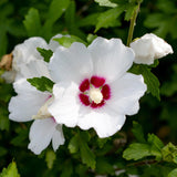 Althéa Red Heart - Hibiscus syriacus - H 45 cm, pot Ø17 cm