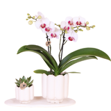 Coffret orchidée blanche Mineral Gibraltar et succulente - cache-pots Retro blancs et plateau - H 40 cm