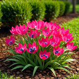 Tulipe botanique Little Beauty - calibre 6/+