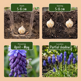 Muscari à larges feuilles