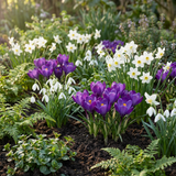 Bulbes pour jardin d'ombre, grande quantité