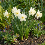 Narcisse Mount Hood