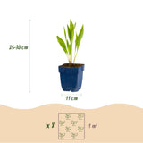 Kit de vivaces pour abeilles et papillons - 8 plants pour 1 m² - H 25 cm, pot Ø11 cm