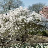 Magnolia étoilé - fleurs blanches - H 45 cm, pot Ø17 cm