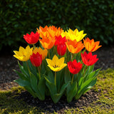 Tulipe botanique praestans en mélange - calibre 8/9
