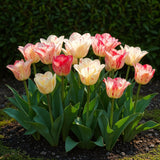 Tulipe Hemisphere en mélange - calibre 11/12